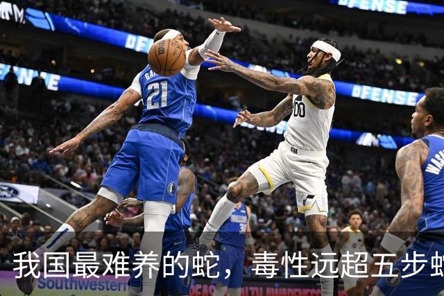 我国最难养的蛇，毒性远超五步蛇，被称“中国第一毒蛇”，至今没有解毒血清